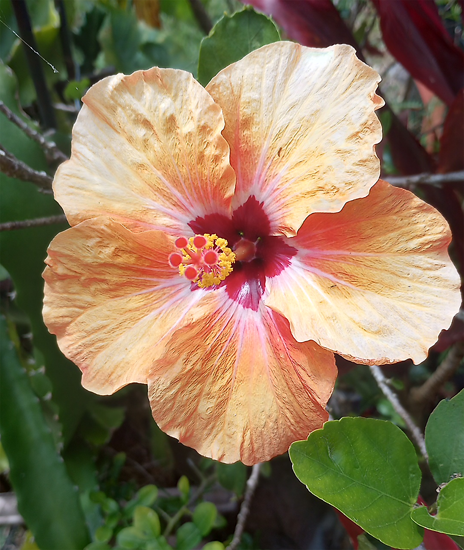 Peach colored hibiscus flower