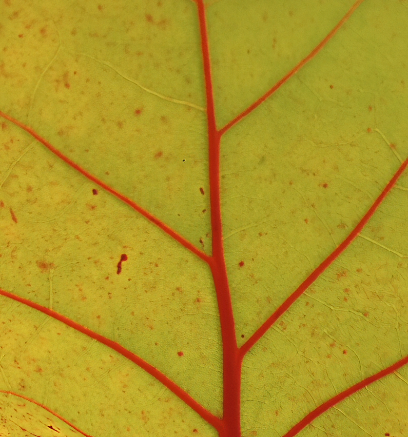 green leaf close up with red veins