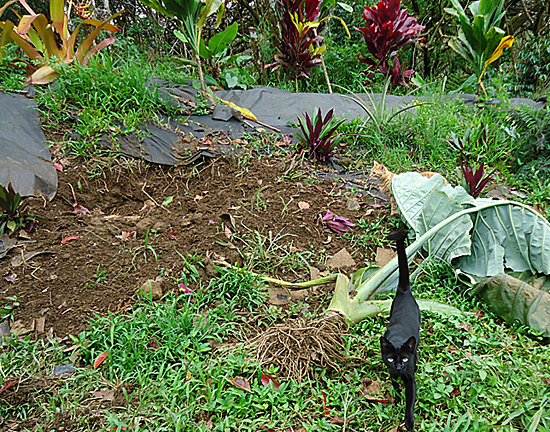 green grass and plants with mud and dirt all around from pigs digging