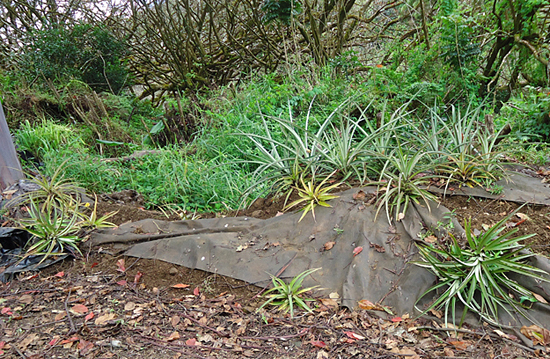 green grass and plants with mud and dirt all around from pigs digging