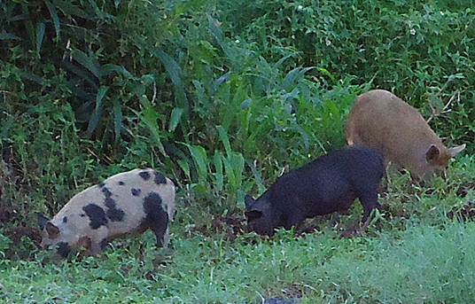 green grass and plants with mud and dirt all around from pigs digging