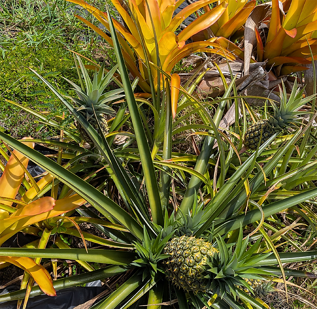 Several green pineapples groing in garden