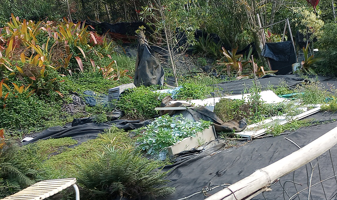 green potatoe leaves in garden, plus garden gate