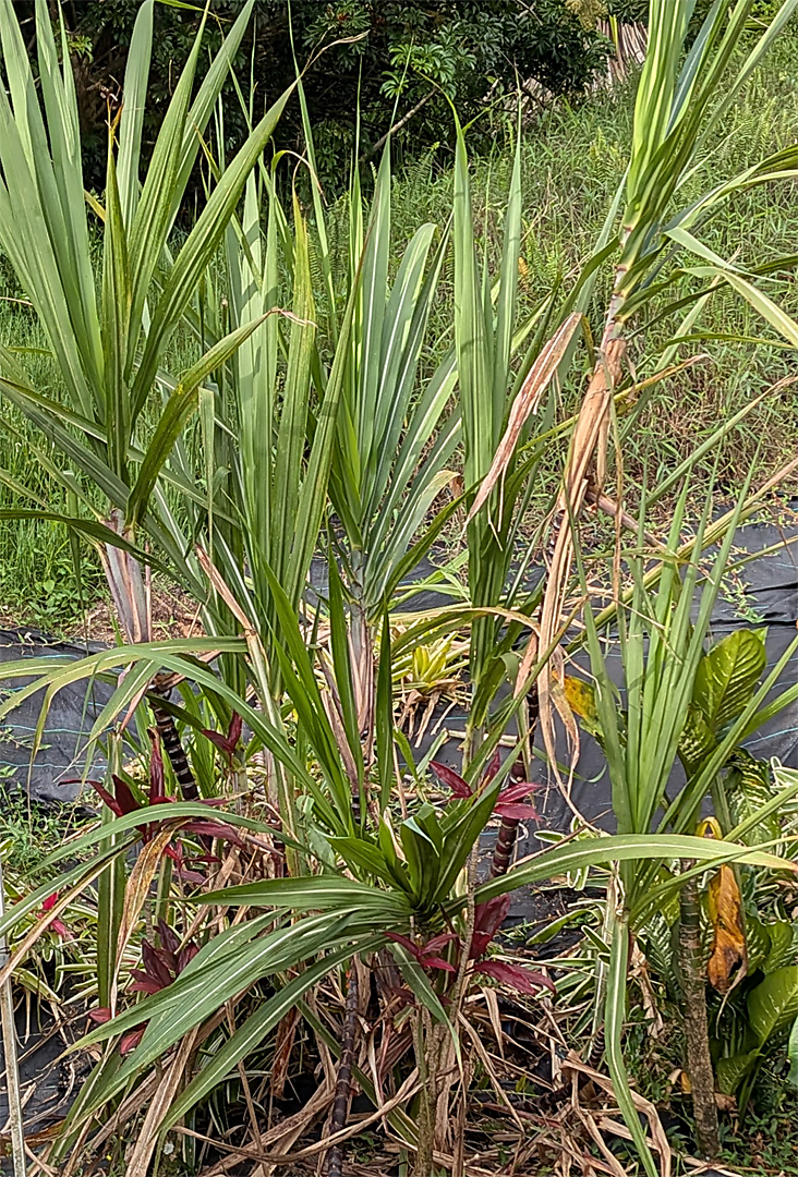 sugarcane in garden