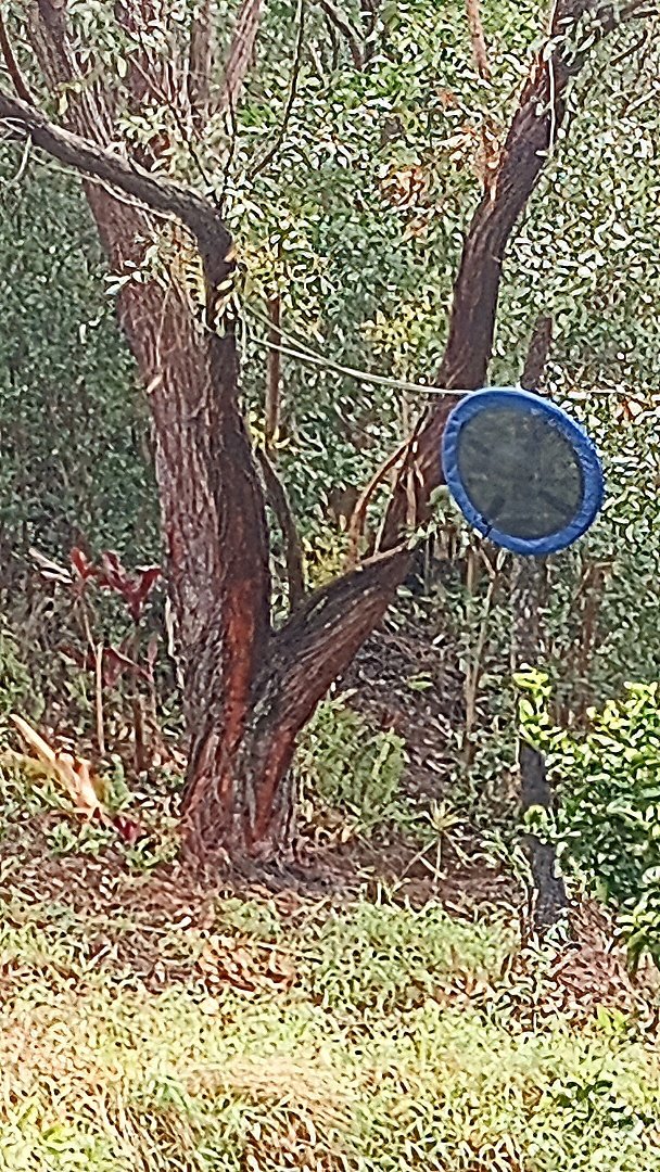 Blue swing stuck in branches after windy day