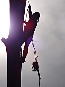 silouette of man in tree trunk with rope