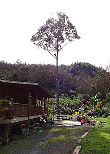 tall tree with bottom branches cut off and man leaning from trunk to branch way up high