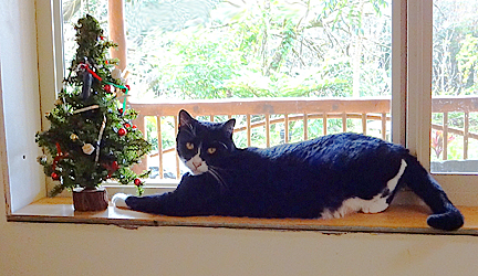 black and white cat sitting by small xmas tree in front of window